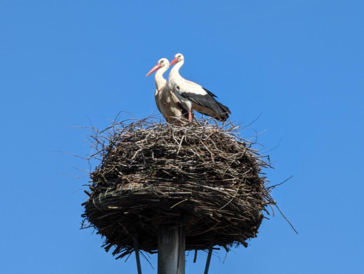 Storchennest Mit Eigenem Hof, Spielwiese Und Terrasse Apartment Науен Екстериор снимка